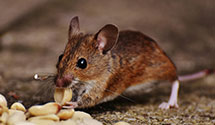24 Hour & Emergency Exterminators in New London, NC